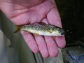 Garys brookie